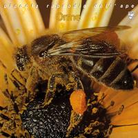 Виниловая пластинка Le Orme / Piccola Rapsodia Dell'Ape (Limited Solid Yellow VinylGatefold) (1LP)