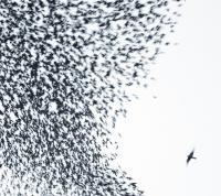 Виниловая пластинка Wilco / Sky Blue Sky (Sky Blue Vinyl) (2LP)