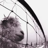 Виниловая пластинка Pearl Jam / Vs. (LP)