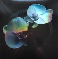 Виниловая пластинка Mike Patton And Jean-Claude Vannier / Corpse Flower (Smokey Swirl, Limited) (LP)