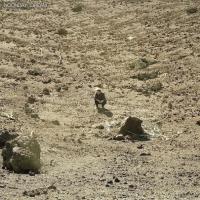 Компакт-диск Ben Howard / Noonday Dream (CD)